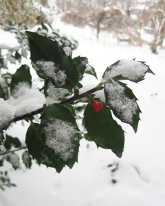 Snow Berries
